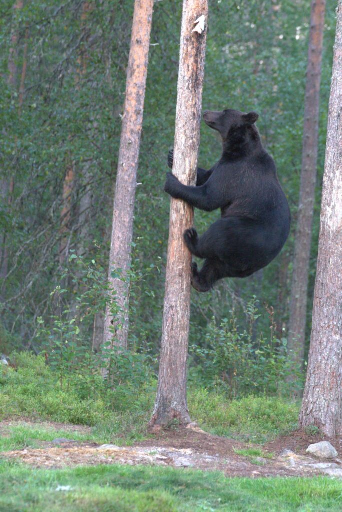 Karhu kiipeää mäntyyn.